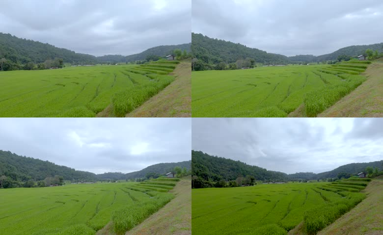 农田禾苗阴天延时