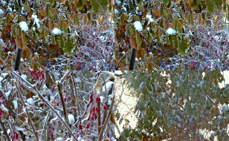 树枝积雪霜花景色