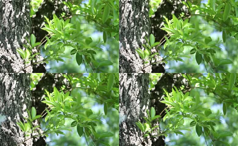 夏季夏天植物绿叶
