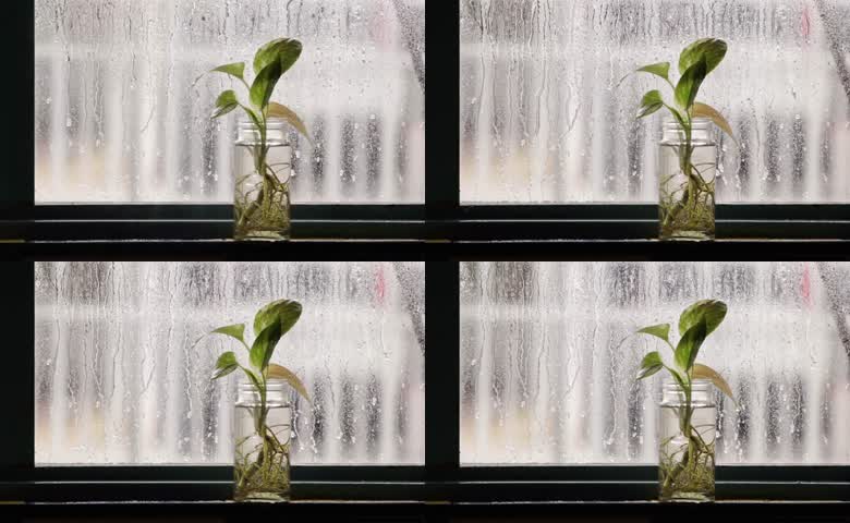 窗边绿萝雨景