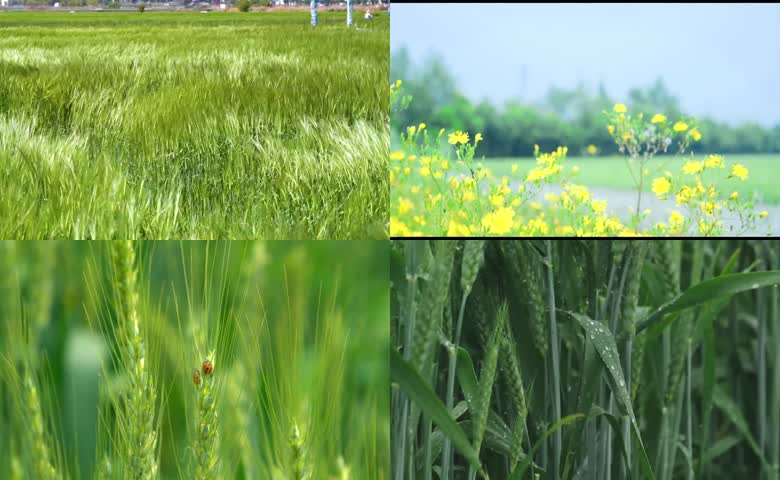 乡村郊野麦田