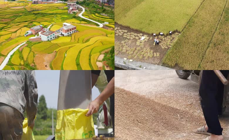 乡村丰收劳作纪实