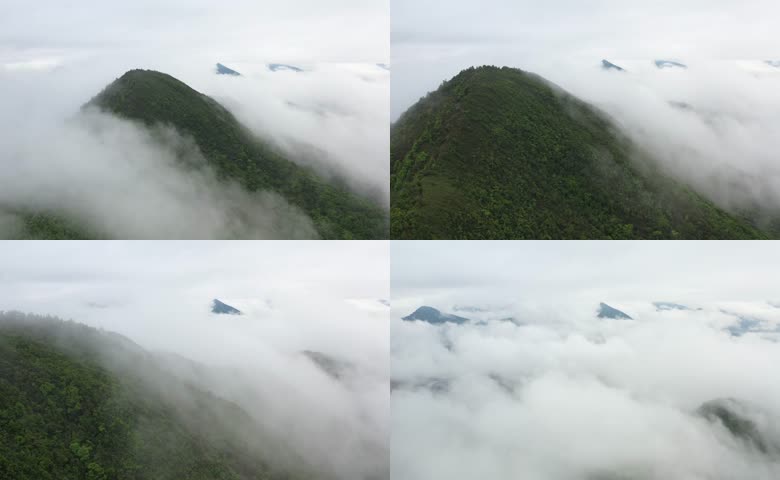 清晨高山森林云海