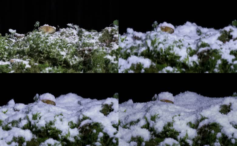 雪花覆盖苔藓草地