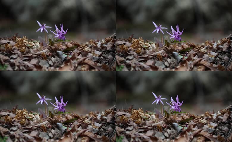 林间落叶丛紫色野花