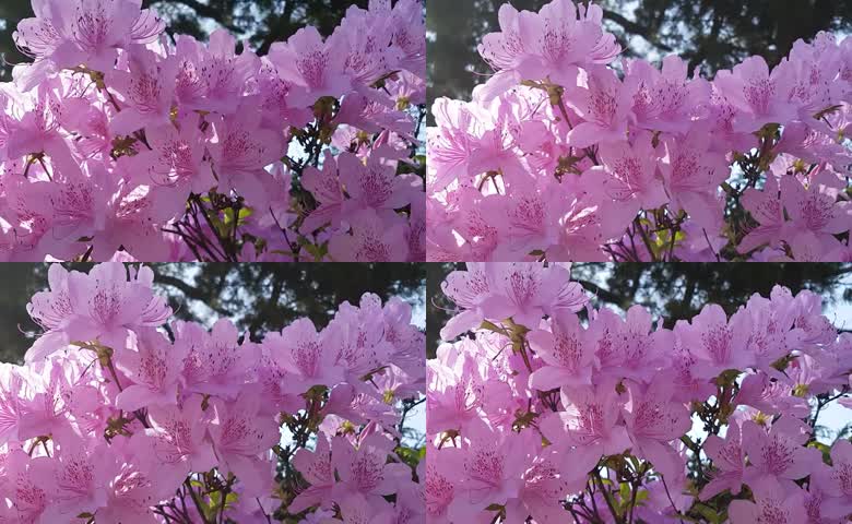 紫色杜鹃花丛