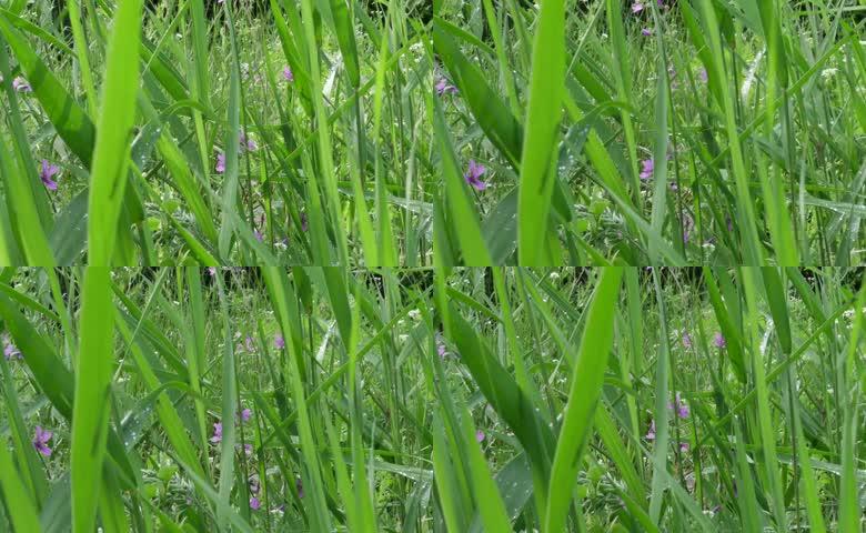 野外草丛紫色野花