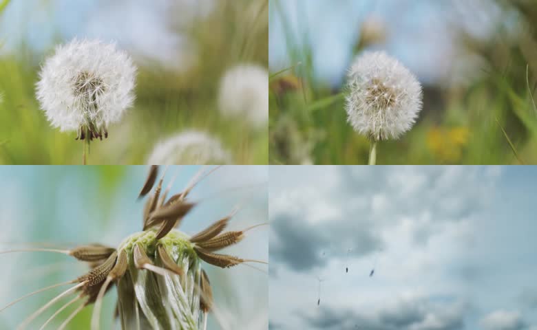蒲公英花朵吹散随风飘荡