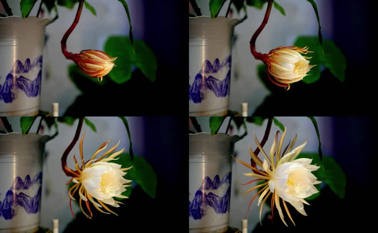 昙花一现全过程