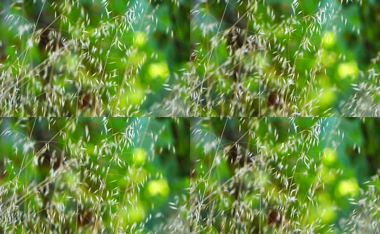 风中野燕麦