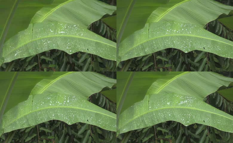 蕉叶上晶莹雨珠
