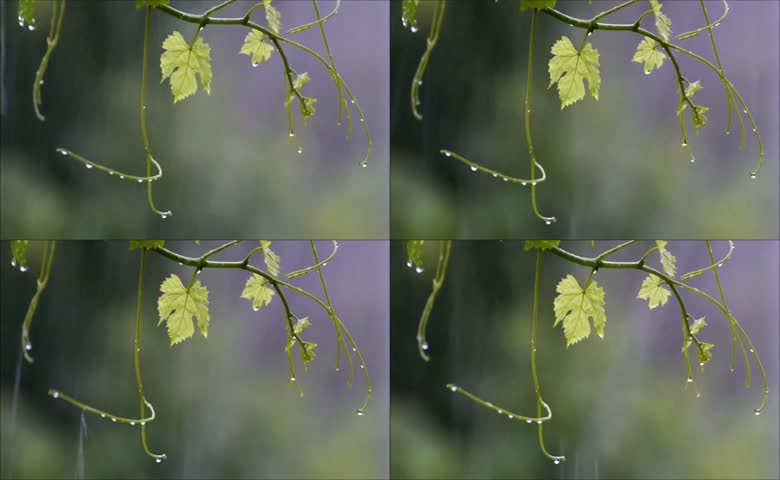 葡萄嫩枝雨景
