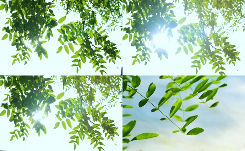 自然清新阳光绿叶风景空镜