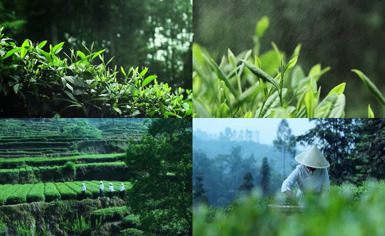 高山茶园采摘实拍高清视频
