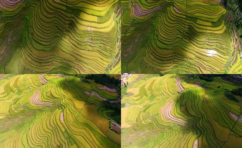 梯田风景稻田航拍稻谷风景秋收实拍