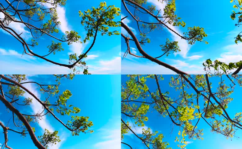 蓝天白云树枝嫩芽树叶