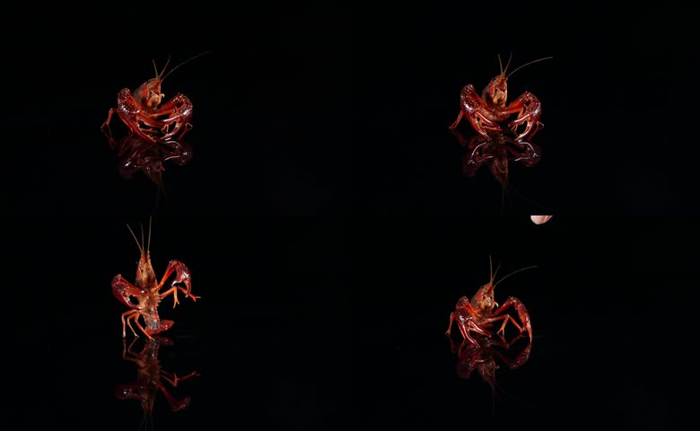 鲜活小龙虾