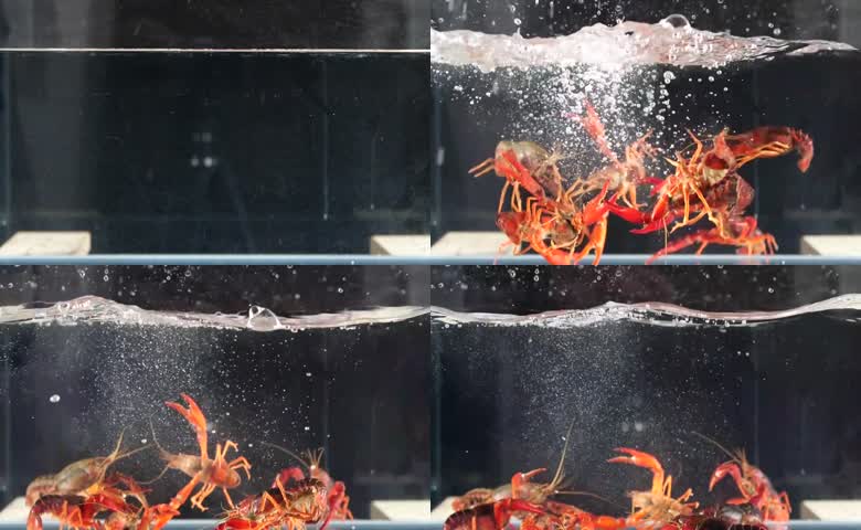鲜活活体小龙虾