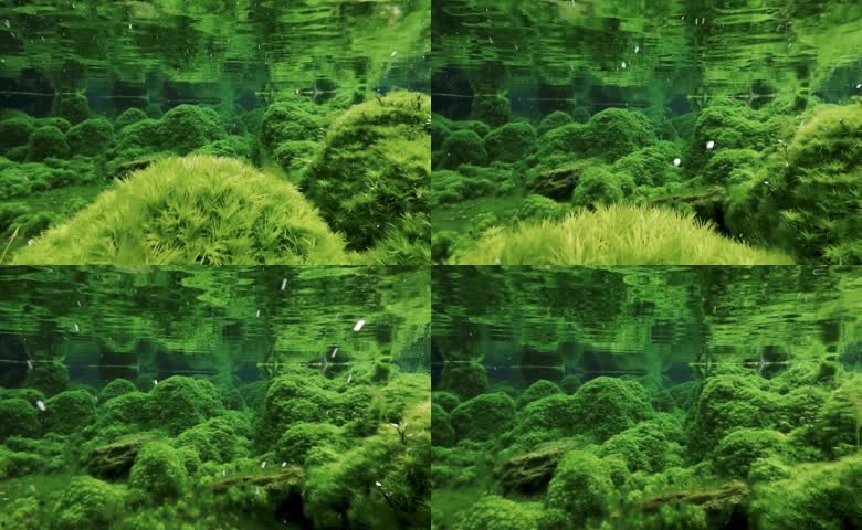 水中藻类游鱼