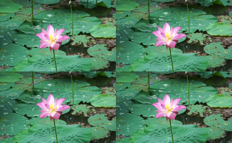 荷花夏季莲花