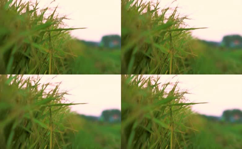 水稻稻田稻子粮食夏季