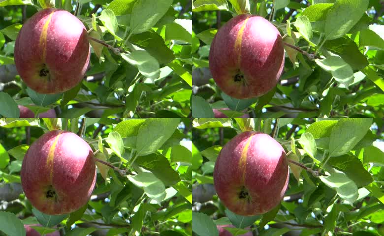 红苹果挂枝