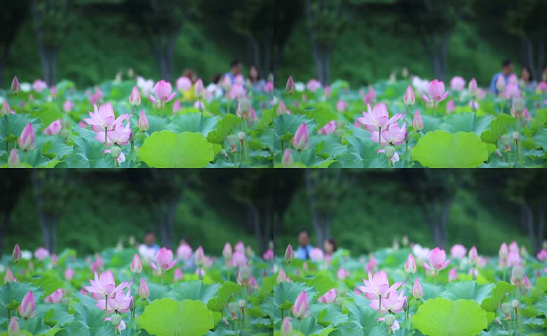 夏日盛开的荷花