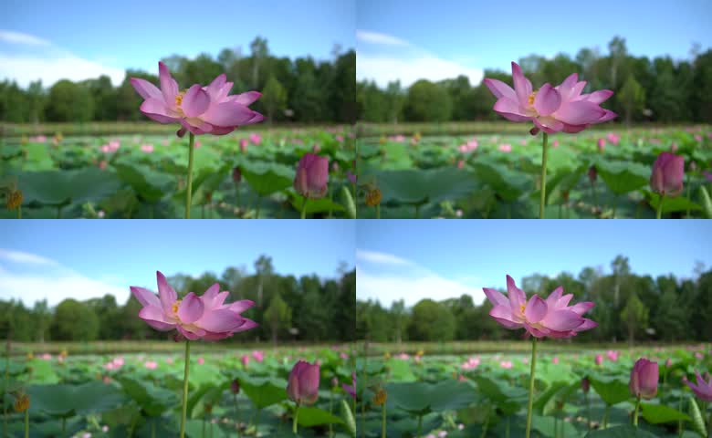  夏季莲花花朵微风