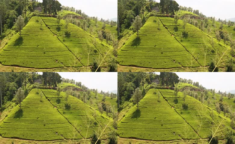 茶园茶山茶叶