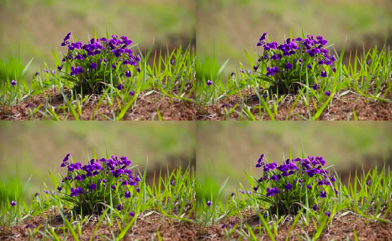 野花花朵绽放