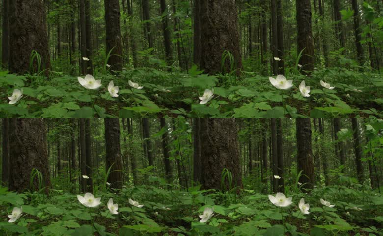 林荫银莲花