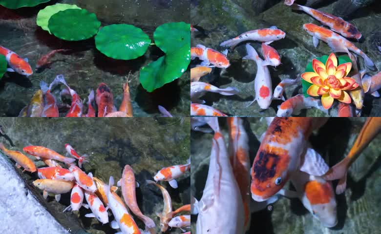 超清池塘锦鲤