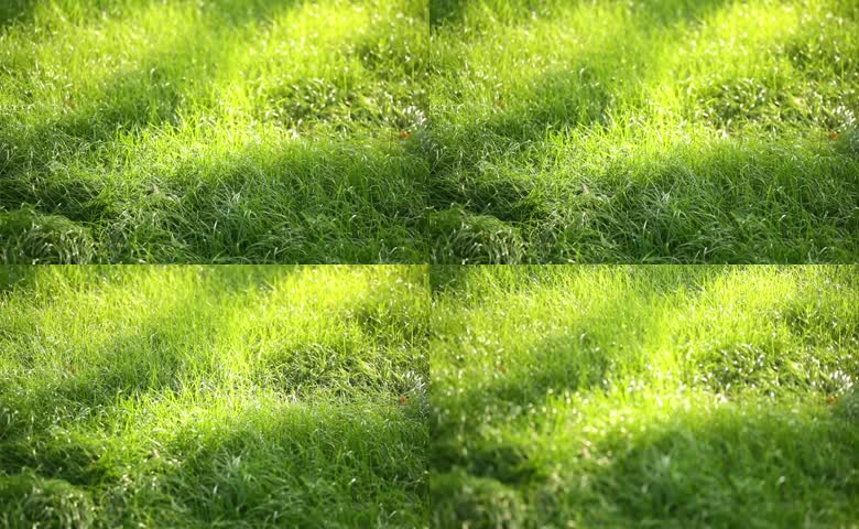 草地阳光青草