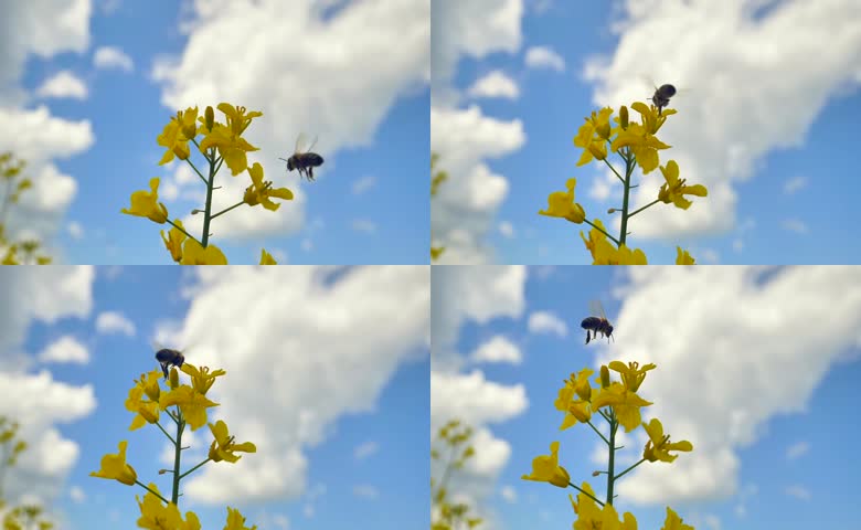 油菜花蜜蜂春天蓝天白云