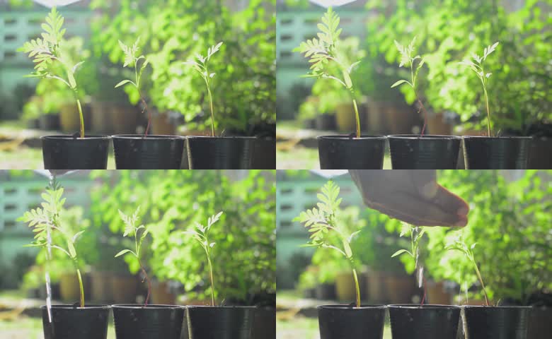 阳光植物栽培