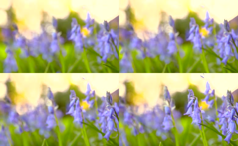 逆光下蓝紫色蓝铃花虚实转换
