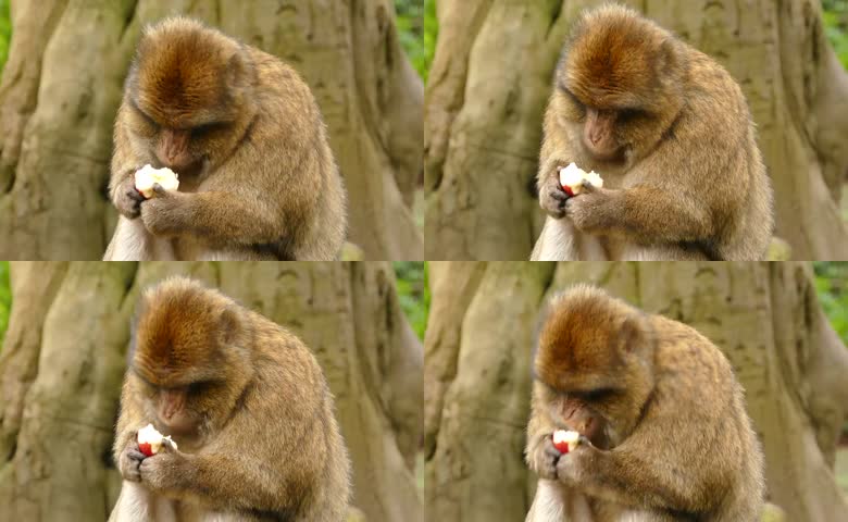 猕猴户外吃苹果实拍