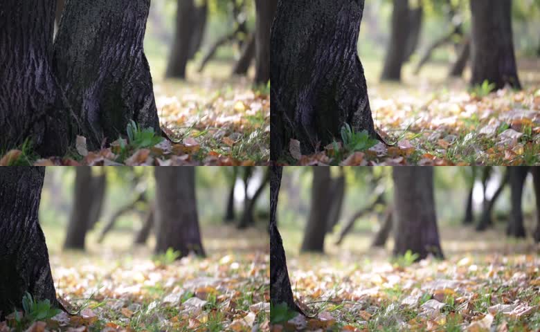 树木秋季树叶公园