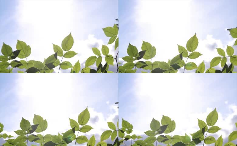 阳光树叶天空夏季
