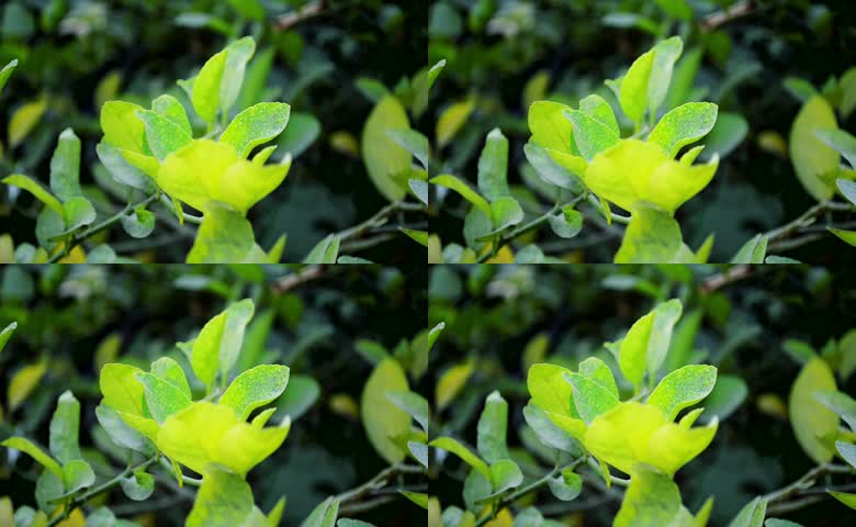 柑橘种植果园叶片