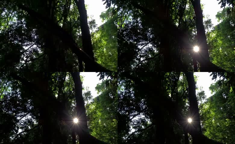 夏日森林阳光丁达尔效应
