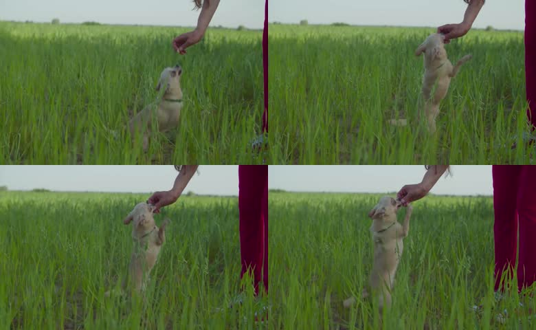 户外青草地喂吉娃娃