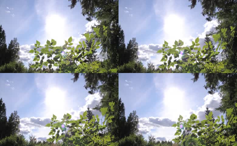夏季天光蓝天树叶