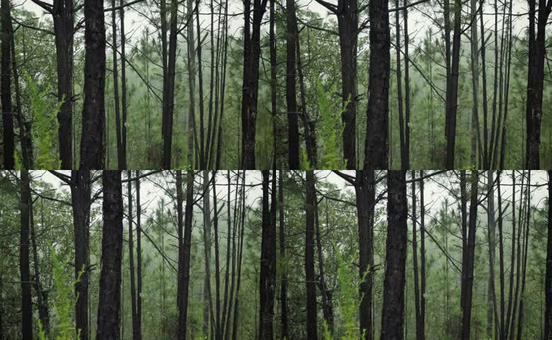 原生态山林马尾松自然景观