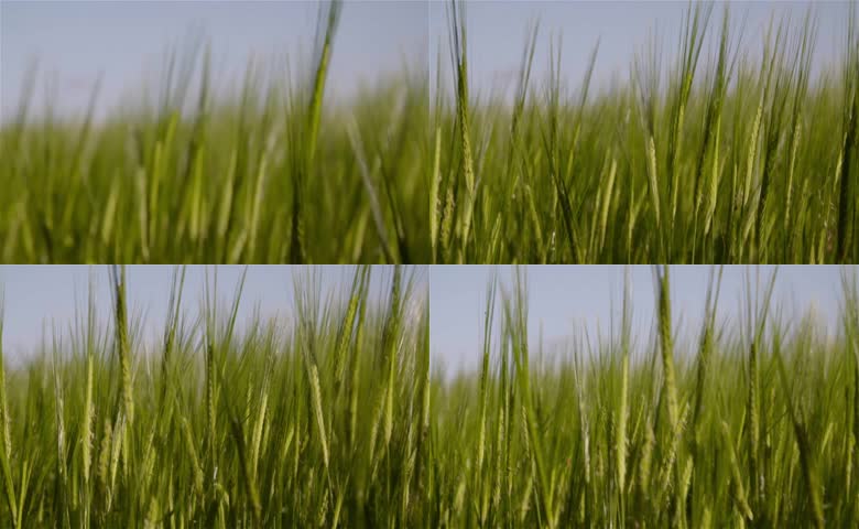 麦田麦苗农作物农田