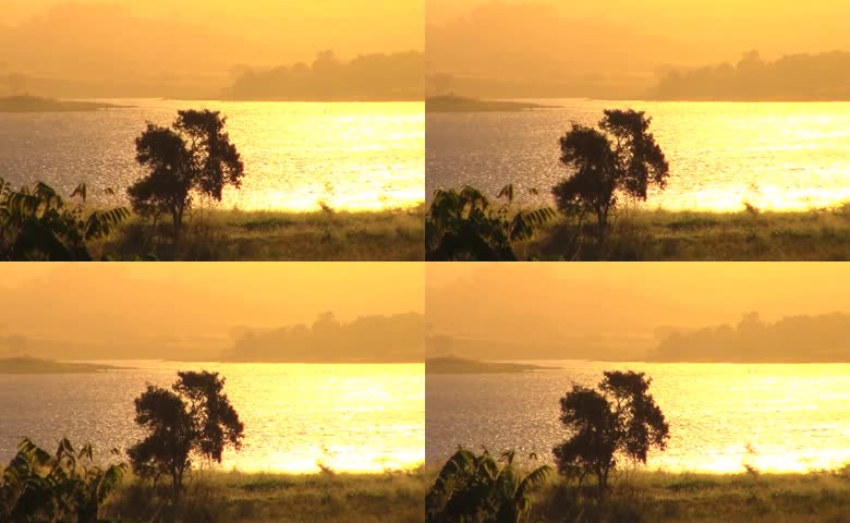 湖畔孤树金色夕照风景