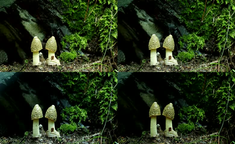 林间野生幼嫩黄裙竹荪