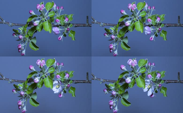 苹果花枝条花蕾延时开放
