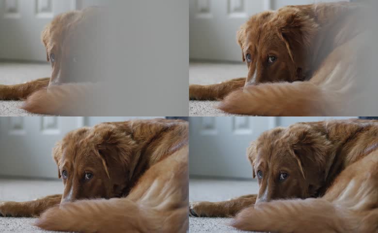 宠物狗狗细腻表情