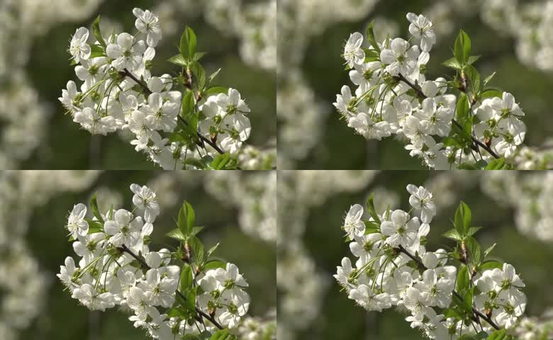 梨花梨树春天